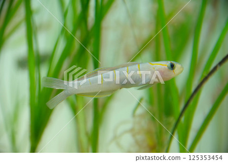 Chigara Chigara 125353454