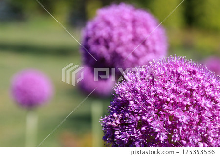 北海道由仁町：花朵呈球形的獨特大花蔥 [7月] 125353536