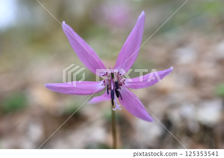 Katakuri花 Katakuri花 125353541