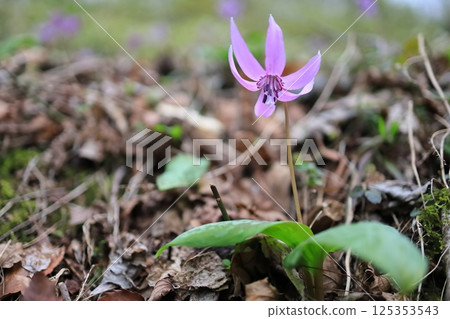 Katakuri flowers 125353543