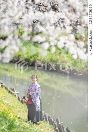 A female student wearing a hakama under the cherry blossoms 125353639