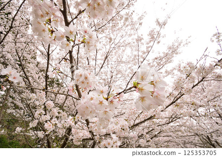 櫻花 125353705