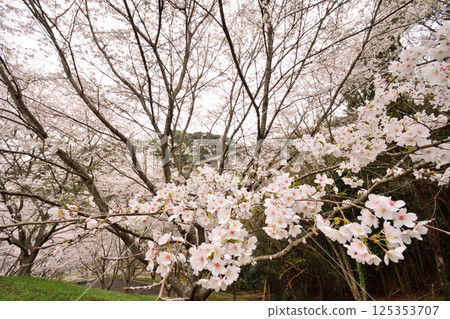 櫻花 櫻花 125353707