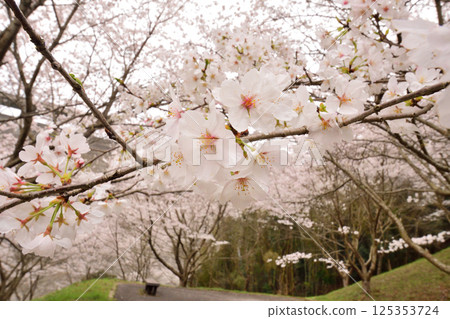 櫻花 125353724