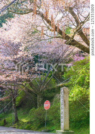 美麗的吉野山櫻花史蹟石碑 奈良縣 美麗的吉野山櫻花史蹟石碑 奈良縣 125353809
