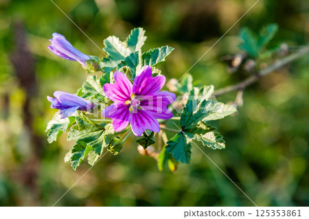Summer field of macro flowers in close-up drops Summer field of macro flowers in close-up drops 125353861