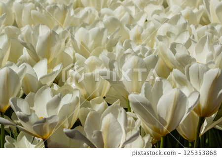 White tulips with an insect on a petal White tulips with an insect on a petal 125353868