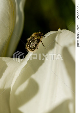 White tulips with an insect on a petal White tulips with an insect on a petal 125353869