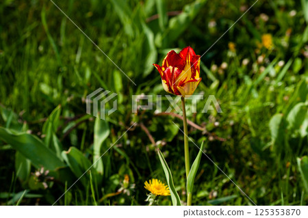 Macro of red-yellow tulips on background of green grass Macro of red-yellow tulips on background of green grass 125353870