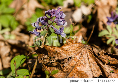 Spring lilac wildflowers among autumn leaves Spring lilac wildflowers among autumn leaves 125353872