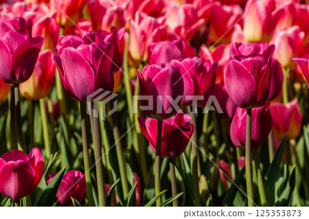 Macro of pink tulips on a background of green grass Macro of pink tulips on a background of green grass 125353873