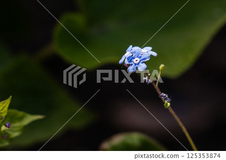 Flower forget-me-not 125353874