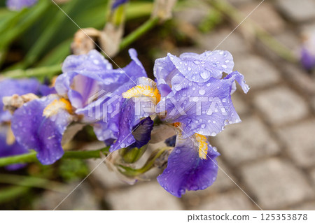 Beautiful flowers Iris with drops of water after a rain 125353878