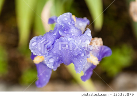 Beautiful flowers Iris with drops of water after a rain 125353879