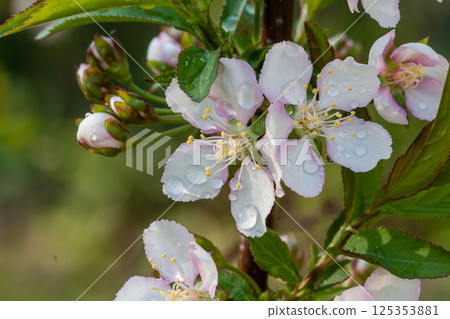 Flowering shrubs of white flowers with green leaves 125353881