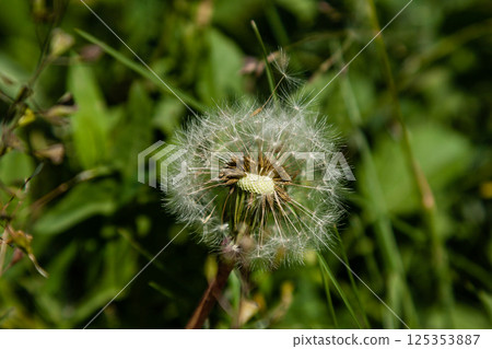 Beautiful dandelions on a green background 125353887