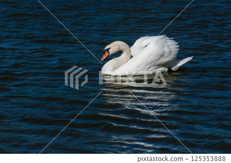 Beautiful swan floats on the lake 125353888