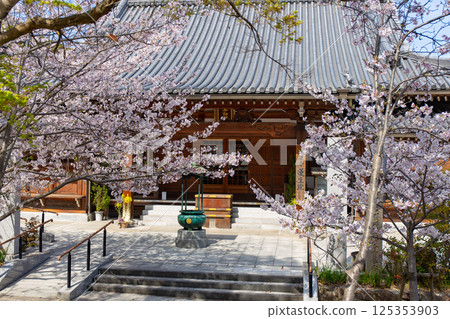 Rensei-in Temple at Suma-dera Temple in Kobe with cherry blossoms in full bloom 125353903