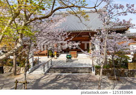 Rensei-in Temple at Suma-dera Temple in Kobe with cherry blossoms in full bloom 125353904