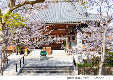 Rensei-in Temple at Suma-dera Temple in Kobe with cherry blossoms in full bloom 125353905