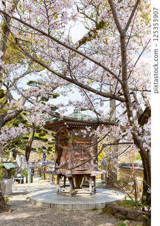Cherry blossoms in full bloom in Kobe, Sumadera Temple, Shakyorindo Cherry blossoms in full bloom in Kobe, Sumadera Temple, Shakyorindo 125353907