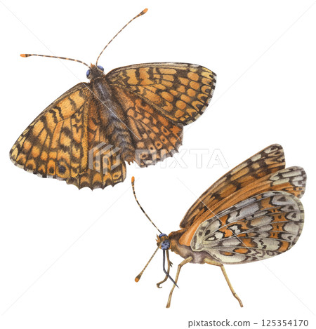 Orange butterflies. Wing underside view and open-winged of a spotted fritillary. Hand drawn watercolor illustration of spring Insect with Intricate patterns on wings on isolated background. 125354170
