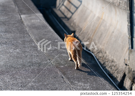 Walking cat tea tabby cat 125354254