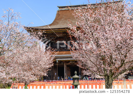 奈良縣吉野山的櫻花和國寶藏王堂 125354278