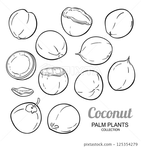 Coconut Nuts Set Outline Illustration 125354279
