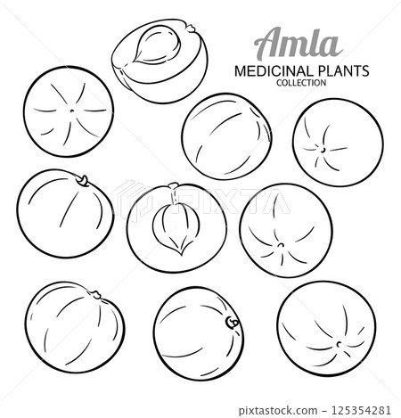 Amla Fruits Set Outline Illustration. 125354281