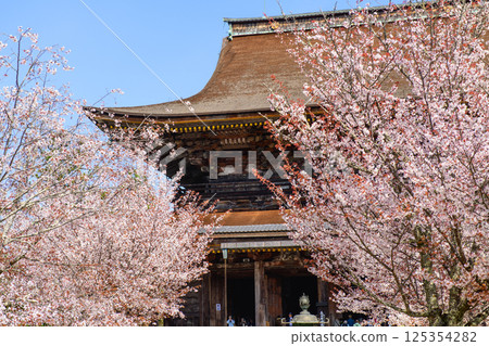 Cherry blossoms in full bloom and the National Treasure Zao-do Hall, Kinpusenji Temple, Mount Yoshino, Nara Prefecture Cherry blossoms in full bloom and the National Treasure Zao-do Hall, Kinpusenji Temple, Mount Yoshino, Nara Prefecture 125354282
