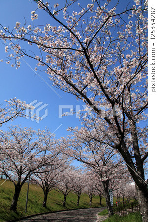 佐賀縣立森林公園 - 綠之森棒球場週邊櫻花盛開 佐賀縣立森林公園 - 綠之森棒球場週邊櫻花盛開 125354287