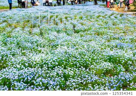 Nemophila flowerbed at Toneri Park in Adachi Ward, Tokyo 125354341