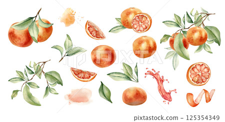 Grapefruits clipart with leaves, branches, orange fruits for bright summer label watercolor illustration isolated. Whole and slice ripe citrus and orange peel hand drawn sketch in botanical style. 125354349