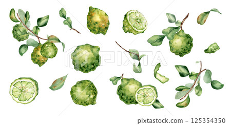 Watercolor clipart of bergamot. Ripe bergamot on branch, leaves and fruits illustration isolated. Citrus Kaffir lime hand drawn. Set of slice and half bergamot in botanical sketch for packaging. 125354350