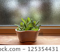 Green 125354431