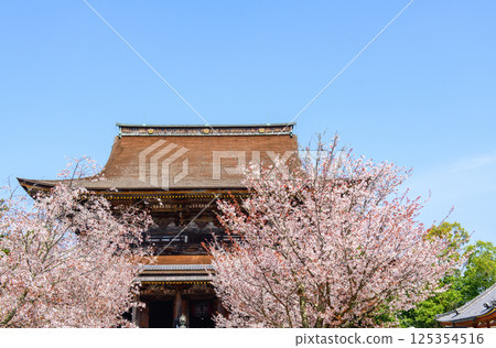 Cherry blossoms in full bloom and the National Treasure Zao-do Hall, Kinpusenji Temple, Mount Yoshino, Nara Prefecture 125354516
