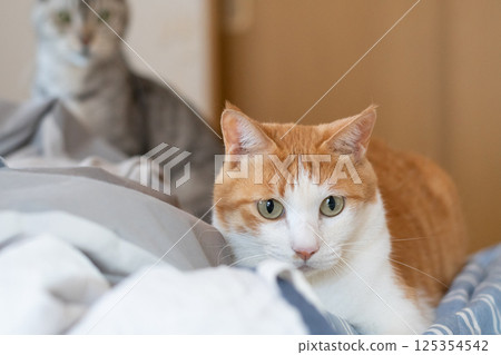A cat staring with curiosity - brown tabby and white A cat staring with curiosity - brown tabby and white 125354542