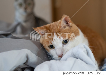 A cat staring with curiosity - brown tabby and white 125354543