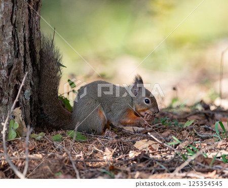 Cute Japanese squirrel eating nuts 125354545