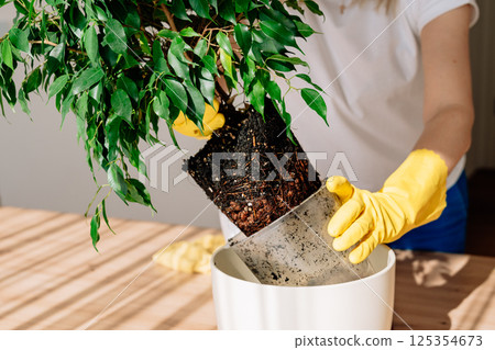 Ficus Benjamina transplanted from a small pot to a larger one on the home table, transplanting a home green flower from a small pot, hands in yellow gloves lifting a flower in a plastic pot from the Ficus Benjamina transplanted from a small pot to a larger one on the home table, transplanting a home green flower from a small pot, hands in yellow gloves lifting a flower in a plastic pot from the 125354673