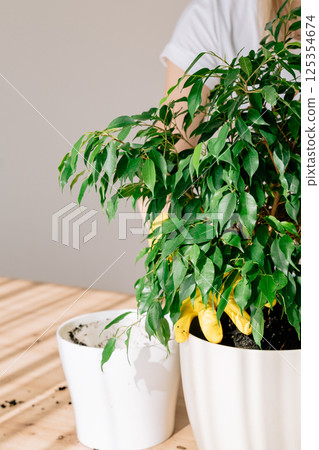 Ficus Benjamina transplanted from a small pot to a large one on the home table, transplanting a home green flower from a small pot, hands in yellow gloves tamping the soil in the flower. High quality 125354674