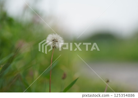 Dandelion Dandelion 125354886