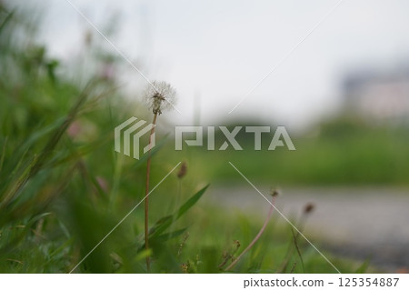 Dandelion Dandelion 125354887