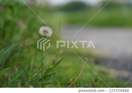 蒲公英 125354888