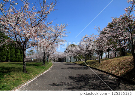 佐賀縣立森林公園 - 綠之森棒球場週邊櫻花盛開 125355185