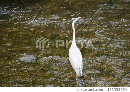 Riverside Blue Heron 125355964