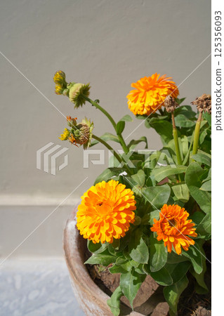 Calendula flowers in the pot against light monochrome background, close-up, vertical minimalistic photo with copy space. Several stages of flowering in one image. Bright flower and bud. 125356093