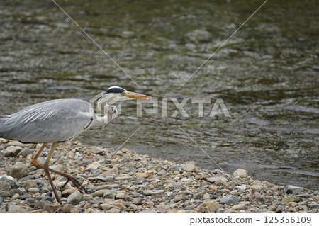 A blue heron stuffing its cheeks with food 125356109