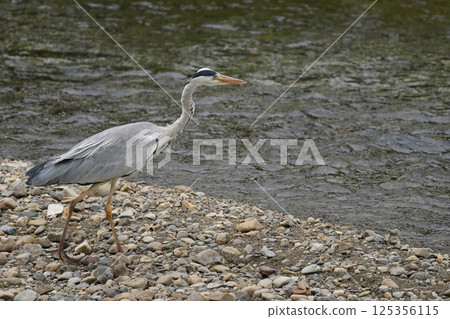一隻蒼鷺正在往嘴裡塞食物 125356115